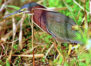 Striatus: Green Back Heron
