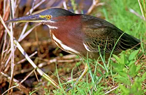 Striatus: Green Back Heron