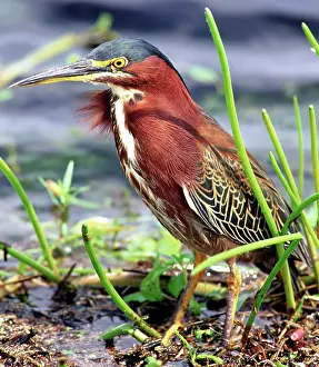 Striatus: Green Back Heron