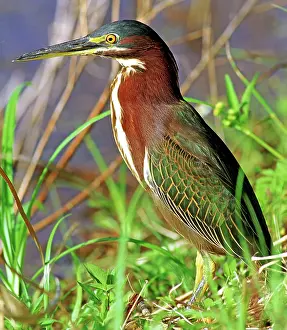 Striatus: Green Back Heron