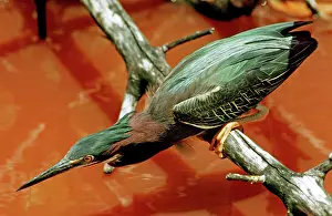 Striatus: Green Back Heron