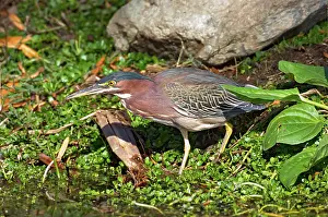 Virescens: Green Heron