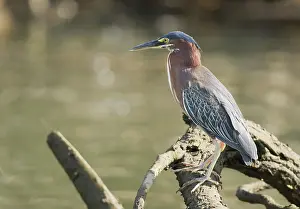 Virescens: Green heron