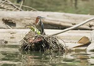 Virescens: Green heron