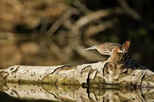 Virescens: Green heron