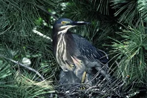 Virescens: Green Heron