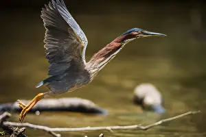 Away: Green Heron (Butorides striatus) on the fly, Tortuguero