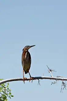 Virescens: Green heron (Butorides virescens). Riparian Preserve