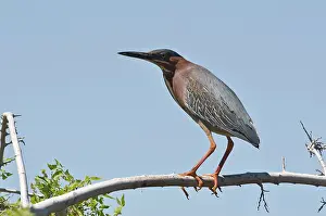 Virescens: Green heron (Butorides virescens). Riparian Preserve