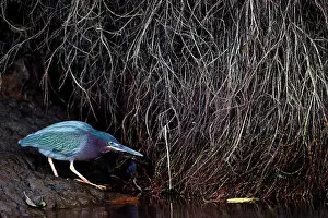 Steal: Green Heron (Butorides virescens) on a bank, Costa Rica