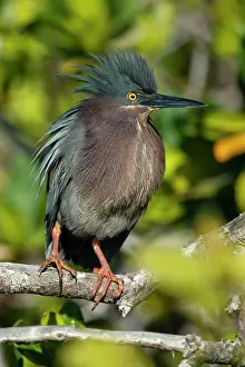 Ardeidae: Green heron (Butorides virescens) on a branch, BCS