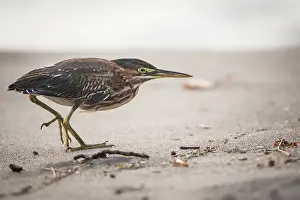 Montserrat: Green Heron (Butorides virescens) walking on sand