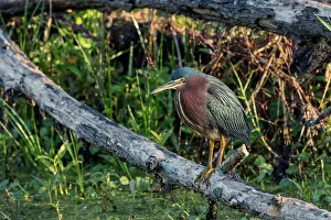 Beige: Green Heron, Circle Bar B Ranch, Florida