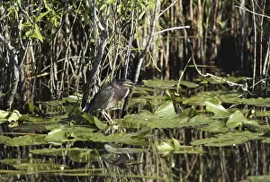 Virescens: Green Heron in the Everglades