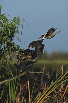 Virescens: Green Heron Feeding Young
