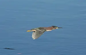 Virescens: Green Heron in flight over water Florida, USA