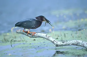 Virescens: Green Heron with Frog