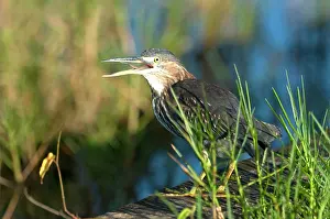 Virescens: Green Heron - with bill open at water treatment plant