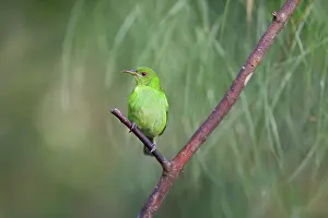 Canopy: Green Honeycreeper