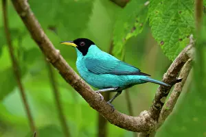 Tanager: Green Honeycreeper, Chlorophanes spiza