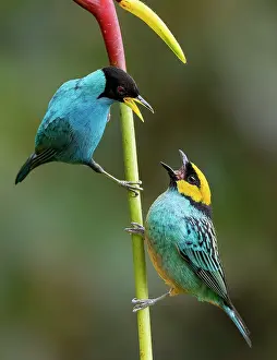 Competition: Green Honeycreeper (Chlorophanes spiza) confront
