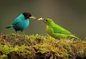 Swallowing: Green Honeycreeper (Chlorophanes spiza) male & f