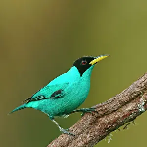 Honeycreeper: Green Honeycreeper (Chlorophanes spiza), sitting