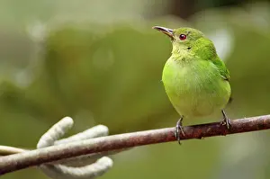 Honeycreeper: Green HONEYCREEPER - female
