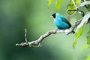 Honeycreeper: Green Honeycreeper - female on branch