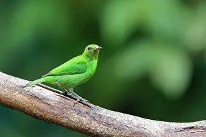Honeycreeper: Green Honeycreeper - female Chlorophanes spiza Sarapiqui, Co