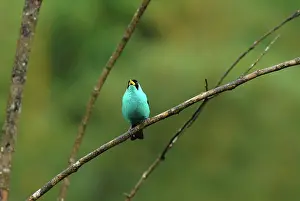 Center: Green Honeycreeper male