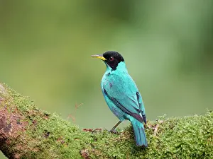 Bromeliad: Green Honeycreeper male Chlorophanes spiza Atlantic