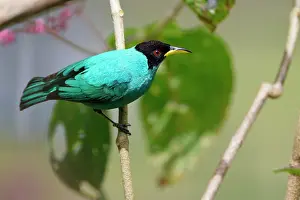 Cost: Green Honeycreeper - male Chlorophanes spiza Sarapiqui, Cost