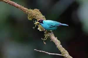 Cost: Green Honeycreeper - male Chlorophanes spiza Sarapiqui, Cost