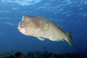 Muricatum: Green humphead parrotfish (Bolbometopon muricatum)