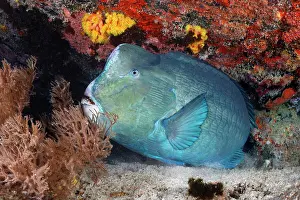 Sleep: Green humphead parrotfish (Bolbometopon muricatum)