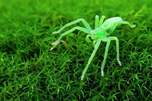Huntsman: Green Huntsman Spider camouflaged on moss waiting for prey