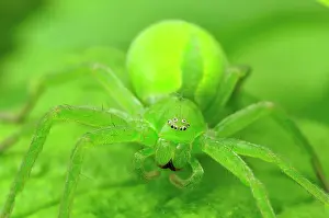 Virescens: Green Huntsman Spider female