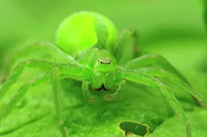 Virescens: Green Huntsman Spider female