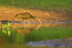 Animais: Green Ibis