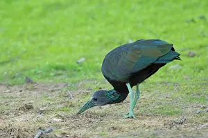 Animais: Green Ibis