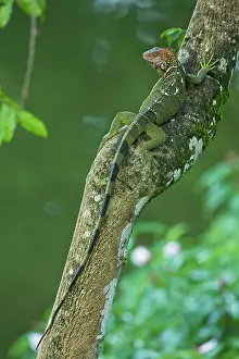 Aboreal: Green Iguana