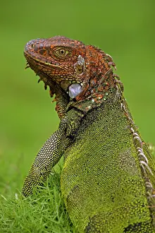 Aboreal: Green Iguana