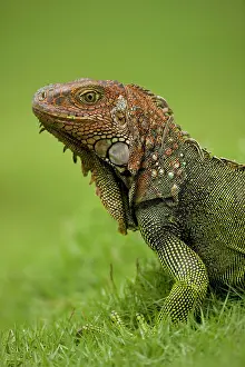 Aboreal: Green Iguana
