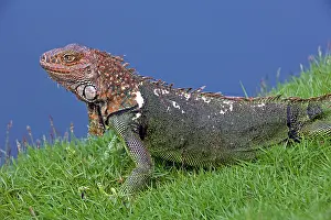 Aboreal: Green Iguana