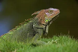 Aboreal: Green Iguana