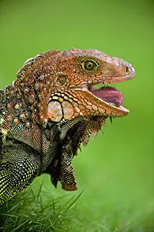 Aboreal: Green Iguana
