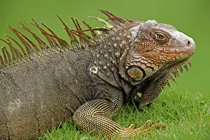 Aboreal: Green Iguana