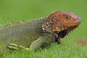 Green Iguana