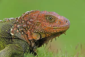 Aboreal: Green Iguana